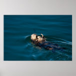 Sea Otter Poster