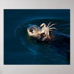 Sea Otter Posters