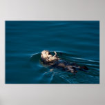 Sea Otter Posters