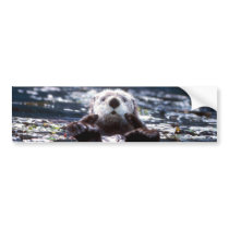 Sea Otter Swimming Bumper Stickers