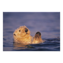 Sea Otters, Enhydra lutris 2 Photo Print