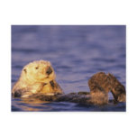Sea Otters, Enhydra lutris 4 postcards
