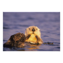 Sea Otters, Enhydra lutris 5 Photograph