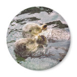 Sea Otters Holding Hands magnets