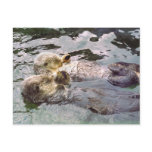 Sea Otters Holding Hands postcards