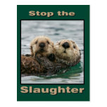 Sea Otters - Stop the Slaughter Post Cards