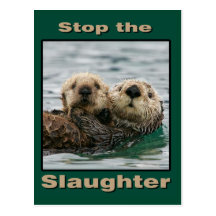 Sea Otters - Stop the Slaughter Post Cards
