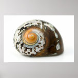 Sea Shell Mother Of Pearl Art Poster