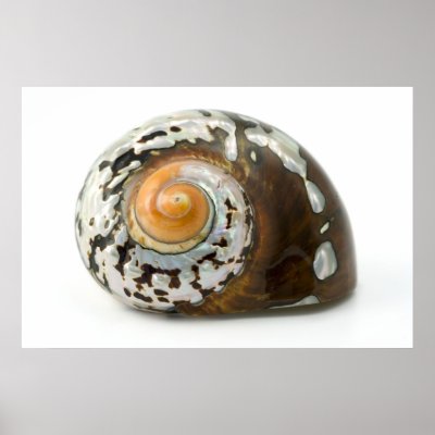 Sea Shell Mother Of Pearl Art Poster by art_prints_posters