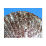 Sea Shell on Blue close up Postcards