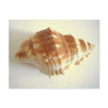 Sea Shell postcards