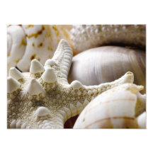 Sea Shell Starfish Background - Beach Shells Photo