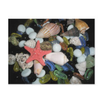 Sea Shells and Rocks Postcard