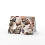 Sea Shells cards