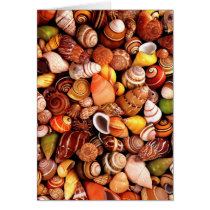 Sea Shells Card