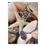 Sea Shells cards