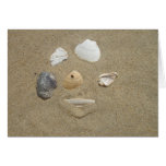 Sea Shells in the Sand Card
