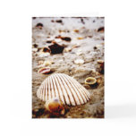 Sea Shells on Krabi Beach  Card
