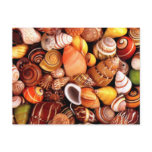 Sea Shells Post Card