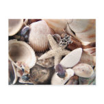 Sea Shells Postcard