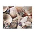 Sea Shells postcards