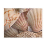 Sea Shells Postcard