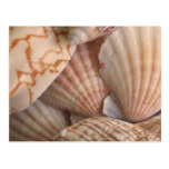 Sea Shells Postcard