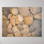Sea Shells Poster posters