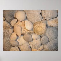 Sea Shells Poster
