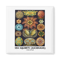Sea Squirts (Ascidians - Artforms Of Nature)