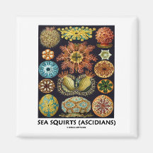 Sea Squirts (Ascidians - Artforms Of Nature) Refrigerator Magnet