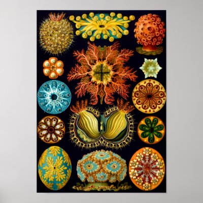 Sea Squirts, Ernst Haeckel by vintagetreasurechest
