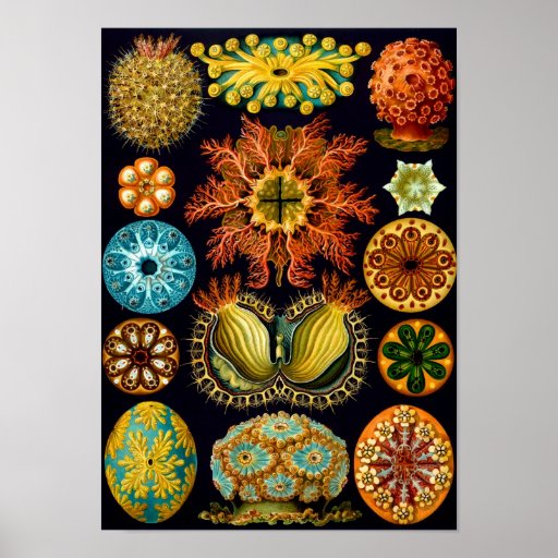 Sea Squirts, Ernst Haeckel Poster