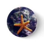 Sea Star In Aquarium buttons