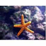 Sea Star In Aquarium photo sculptures
