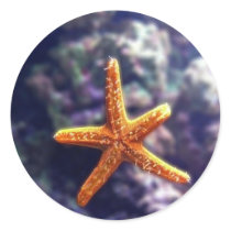 Sea Star In Aquarium Round Stickers