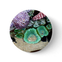 Sea Stars Anemones Pins