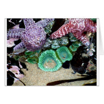 Sea Stars Anemones Card