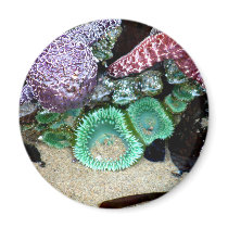 Sea Stars Anemones Magnet