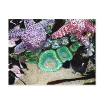 Sea Stars Anemones Post Cards