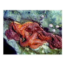 Sea Stars Postcard