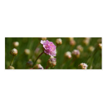 Sea Thrift Business Card Template
