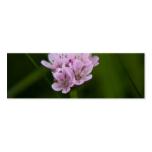 Sea Thrift Business Cards