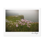 Sea Thrift Postcard
