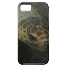 Sea turtle