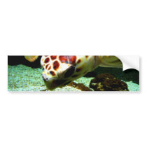 Sea Turtle Bumper Sticker