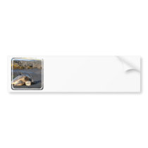 Sea Turtle Bumper Stickers