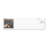 Sea Turtle Bumper Stickers bumper stickers