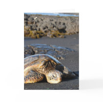 Sea Turtle Greeting Cards
