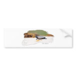 Sea Turtle Hatchling bumper stickers